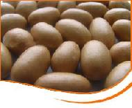 Coir Fiber