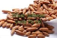 Coir Fiber