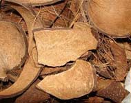 Coir Fiber