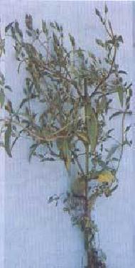 Coir Fiber