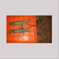 Coir Fiber