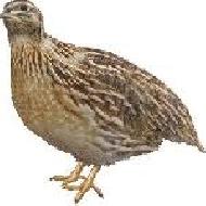 Coir Fiber