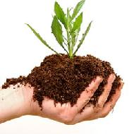 Coir Fiber