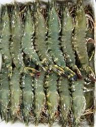 Coir Fiber