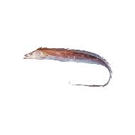 Coir Fiber