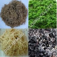 Coir Fiber