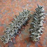 Coir Fiber