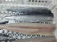 Coir Fiber