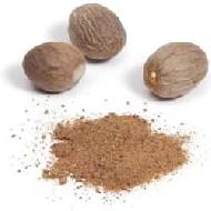 Coir Fiber