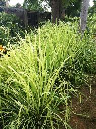 Coir Fiber