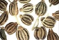 Coir Fiber