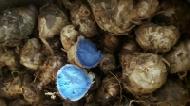 Coir Fiber