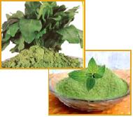 Coir Fiber