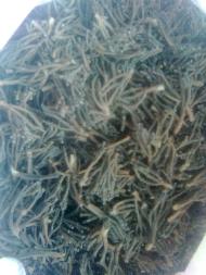 Coir Fiber