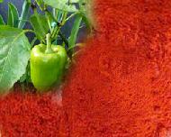 Coir Fiber