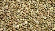 Coir Fiber