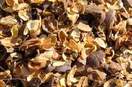 Coir Fiber