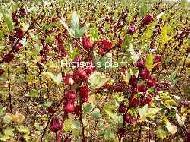 Coir Fiber