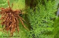 Coir Fiber