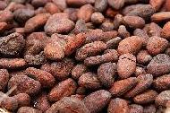 Coir Fiber