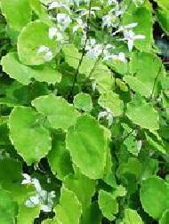 Coir Fiber