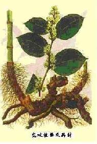 Coir Fiber