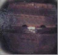 Coir Fiber