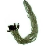 Coir Fiber