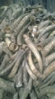 Coir Fiber