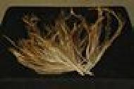 Coir Fiber