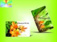 Coir Fiber