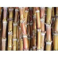 Coir Fiber