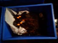 Coir Fiber