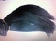 Coir Fiber