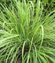 Coir Fiber