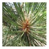 Coir Fiber