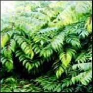 Coir Fiber