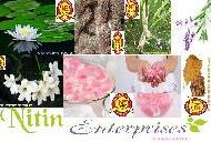 Coir Fiber