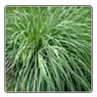 Coir Fiber