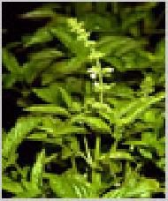 Coir Fiber