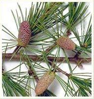 Coir Fiber