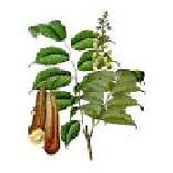 Coir Fiber