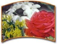 Coir Fiber