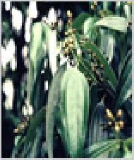 Coir Fiber