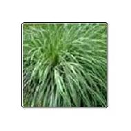 Coir Fiber