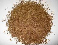 Coir Fiber