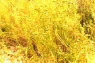 Coir Fiber