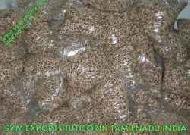 Coir Fiber