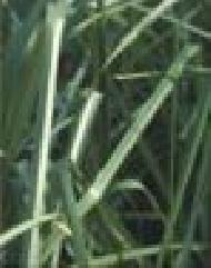 Coir Fiber