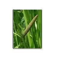 Coir Fiber